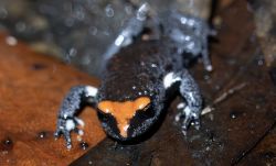 113-Pseudophryne australis